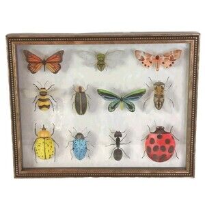 Bug Collection Framed Wall Art Print Butterflies & Insects Kirklands 15" X 11.5"